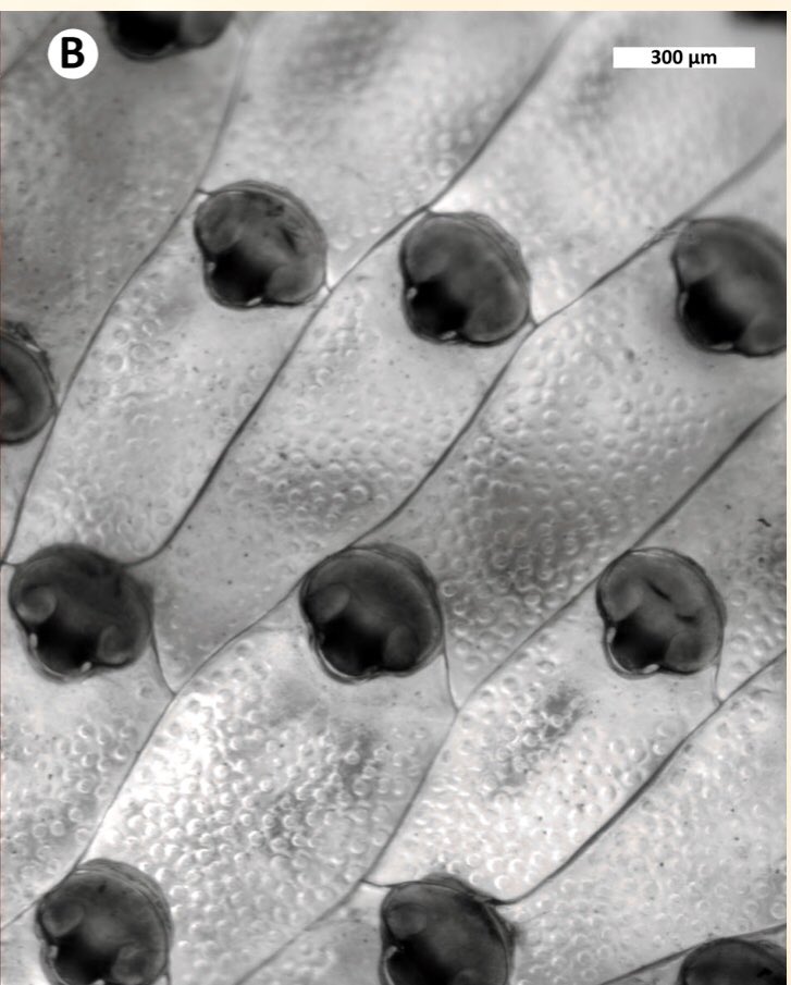 amelia_curd's tweet photo. What the…sipora? Thanks to 🧬 🔬 integrative taxonomy the Watersipora genus phylogeny has been updated! Very well done @RobinGauff @flavianunes &amp; team 🙌 https://t.co/G4iSifAAaA https://t.co/Ntuw5vIUFV
