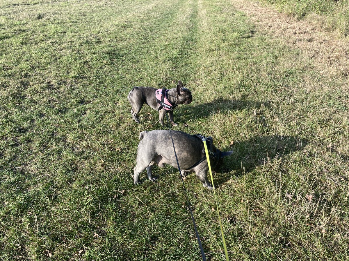 tweetcoxy68's tweet photo. Two mad #Frechie truffle pigs and an empty field - what could possibly go wrong π€ͺ https://t.co/Qb3goBxCYl