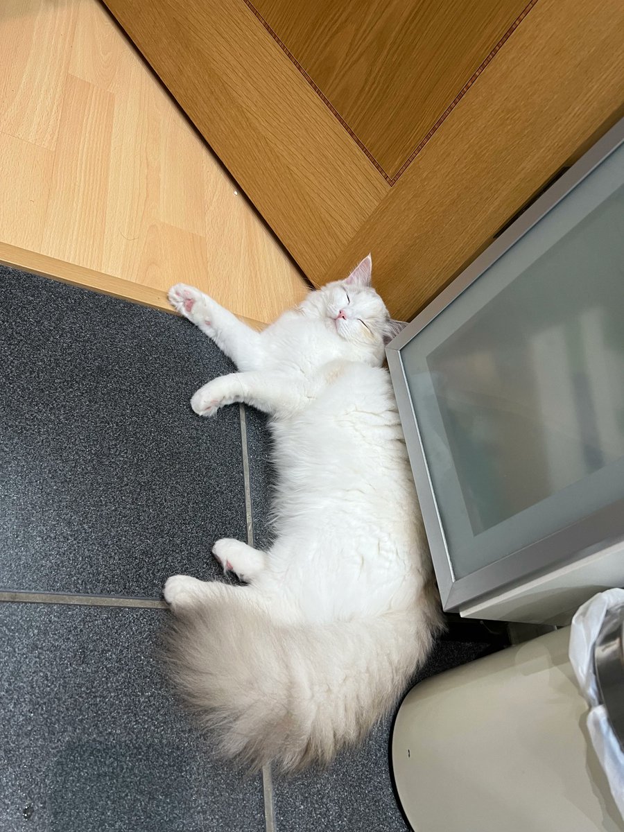 LunaKonbu's tweet photo. 🐾🐱 Did you ever feel ignored by your cat? Think again! A recent study reveals that cats not only react to our high-pitched "cat-directed speech" but also to who's doing the talking. Your feline friend might care more than you thought. 😺💬 #CatCommunication #Lunaandkonbu https://t.co/mhd8pdE3qE