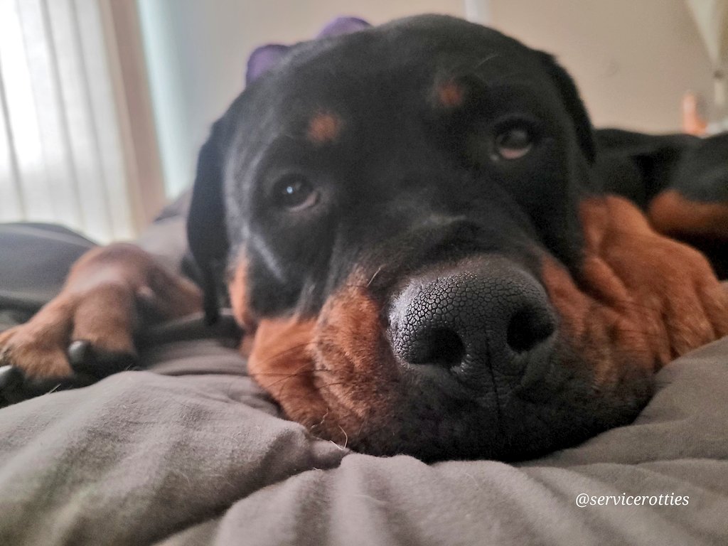 On Friday Chesnyy is going to turn 1 human year old! 
I sure hope we get meat cake to celebrate!

#Adorable #DogsOfTwitter #XDogs