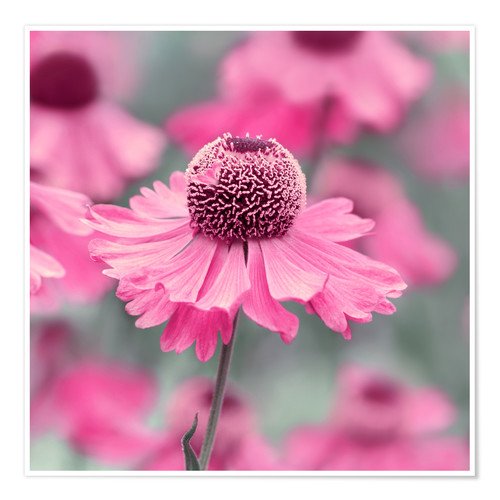 He is the dearest for God.

#MuhammadForAll