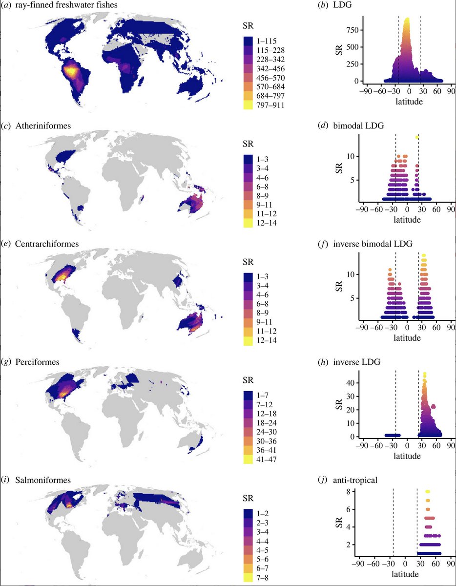 FabroVillalobos's tweet photo. Do all freshwater 🐟🐟🐟 show the same spp richness pattern? No! But all patterns (classic LDG, inverse &amp; bimodal) are explained by the same process!

Recent pub from @maevolabMX lead by @aberenicega w/ @axl_arango, Juan Carvajal &amp; Pablo Tedesco: https://t.co/pKxUJu2GvP https://t.co/R6mVOeFB2L