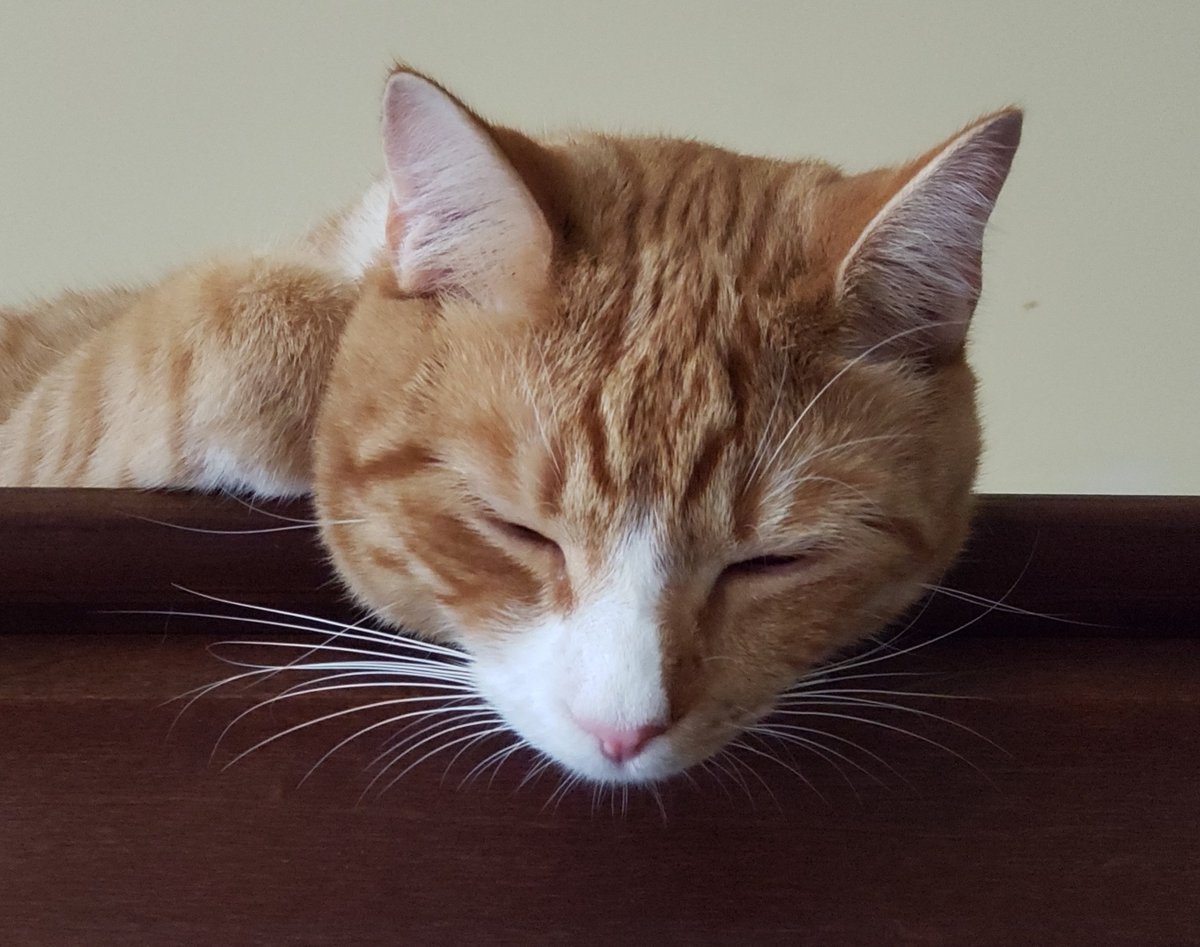 <a href="/Catshealdeprsn/">cats with powerful impression 🐾</a> That's why I have to have little stuffed animals and "kickers" all over the place. Liam will be all purr, purr. purr, CHOMP. I quickly substitute a toy for my arm and he's happy.