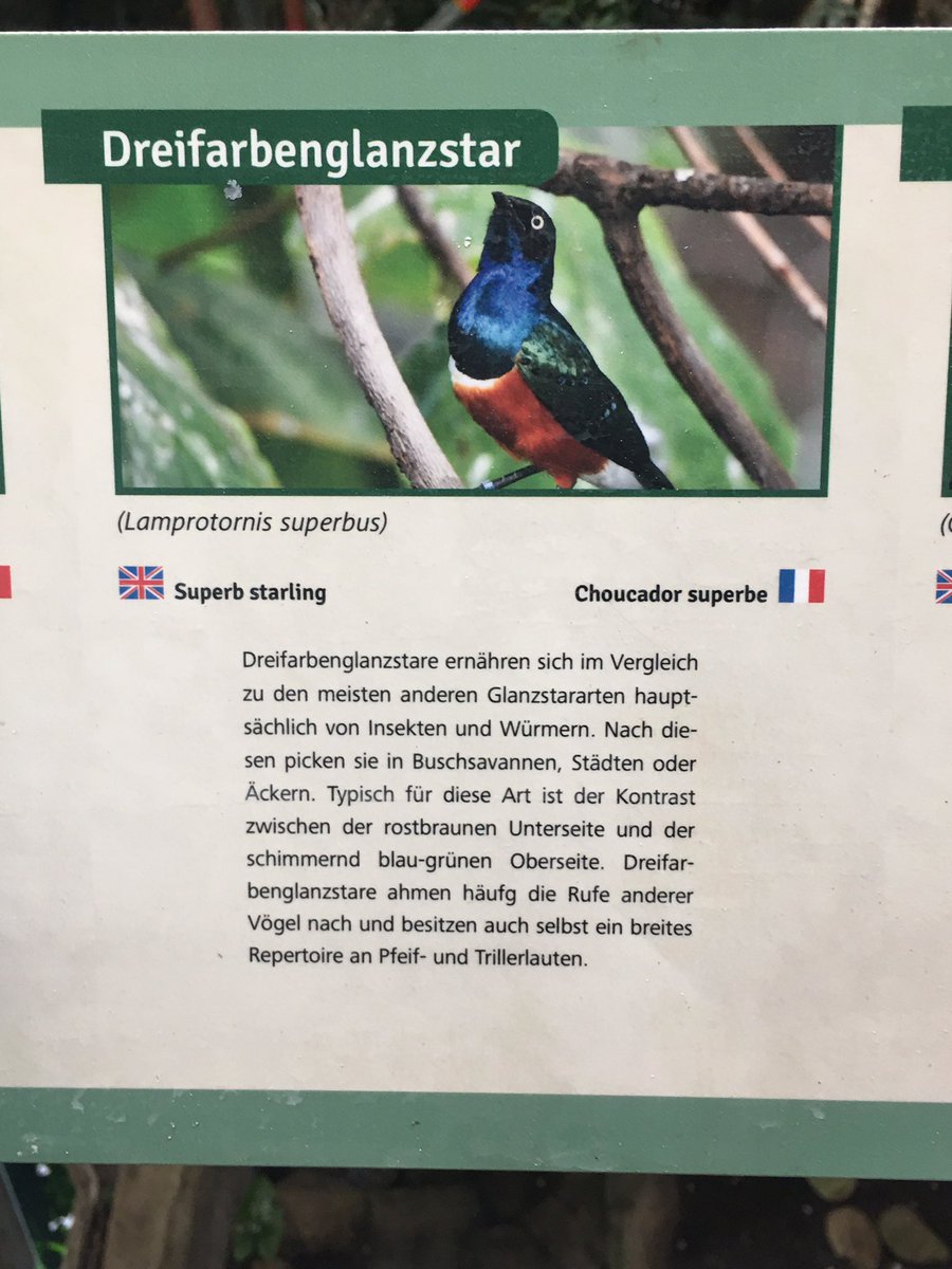 fairygothmoth's tweet photo. Best wishes from the zoo in Karlsruhe, Germany to @DaveGorman in a MLIG callback. In German the name translates to ‘three colour sheen starling’ in the traditional ‘we call ‘em how we see ‘em’ Germanic method. #MLIG https://t.co/YugVI89aUV