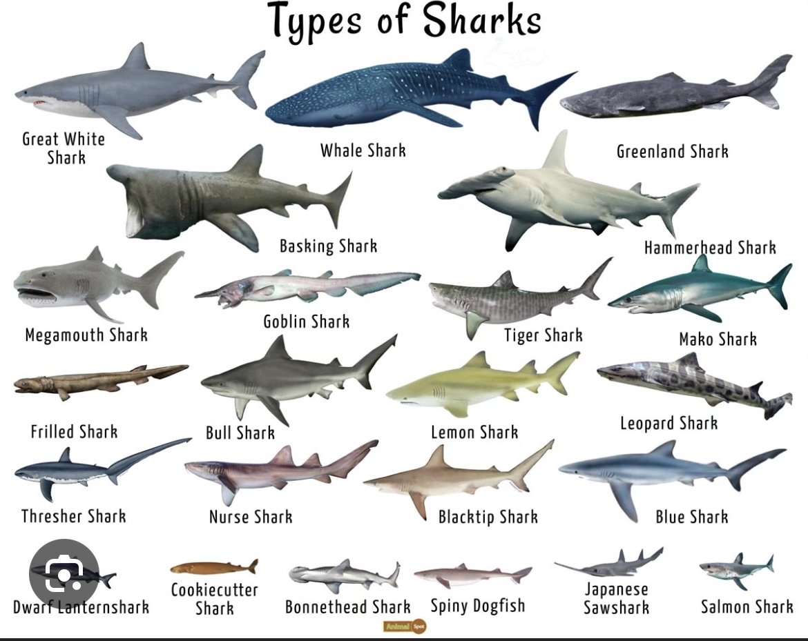 What's this? A post that isn't about a new episode?

What type of shark are you? We talked about this in our latest episode