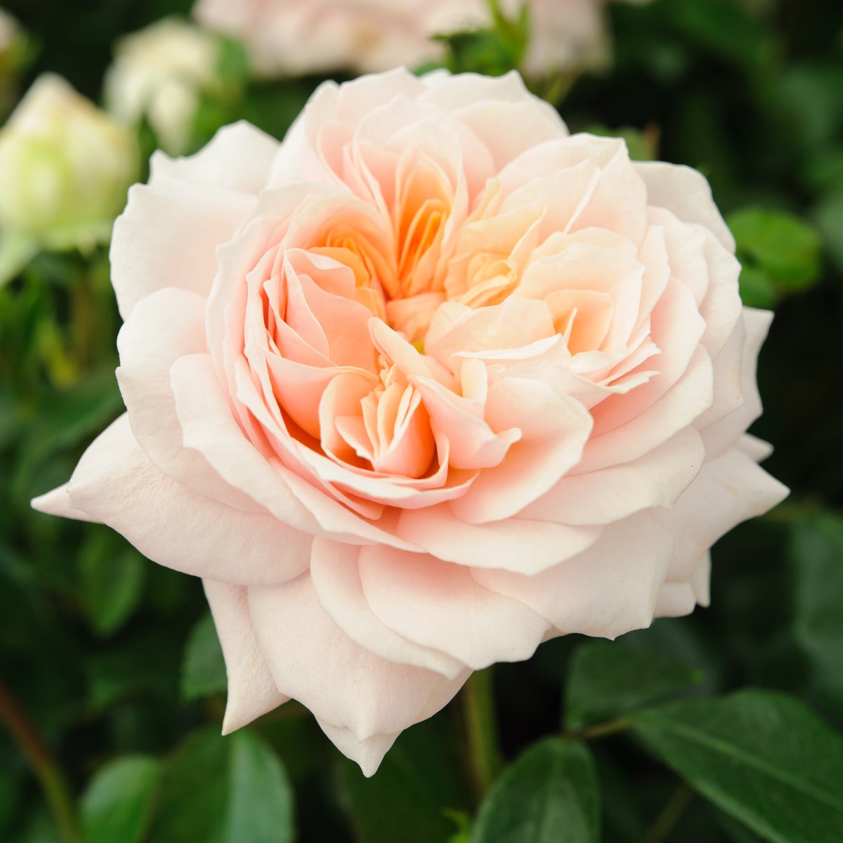 Want more flowers on your roses? 🌹 If you take care of them now, they will get safely through the winter, coming back healthy, vigorous and full of flowers the following year. 🌹 

Find out how to look after your roses in autumn here: spr.ly/6017PLcq1