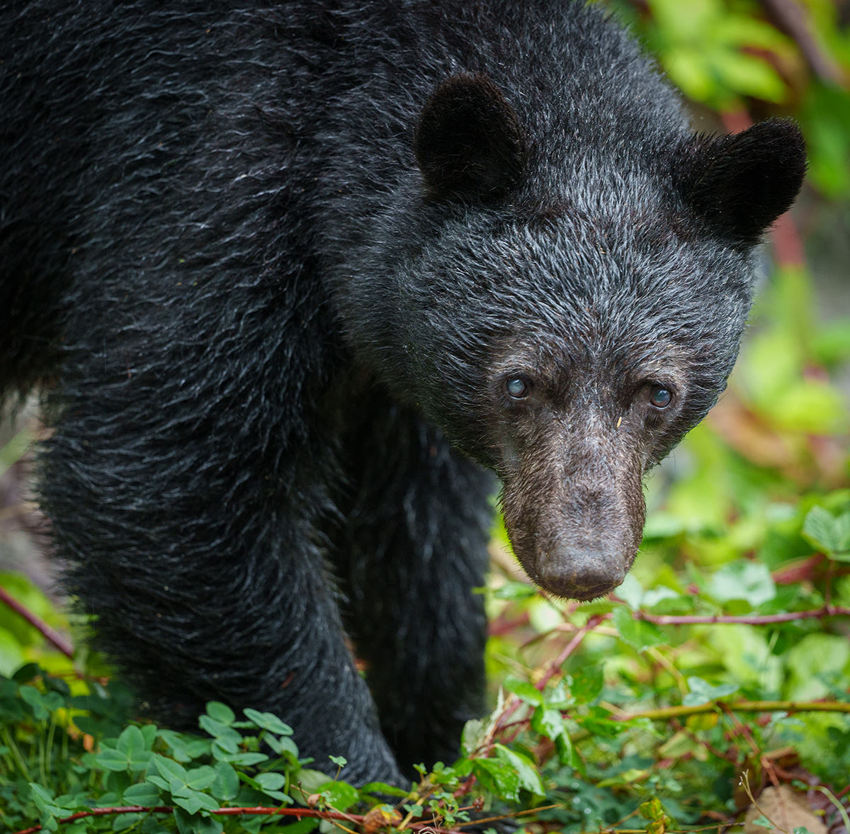 A friendly meet up with a young Black Bear that was blind in one eye. We said our hello's and carefully went about our way. Shot with a Sony Alpha a7r5 and the new Sony 300mm f2.8 GM lens. #Sony300mmGM #SonyAlpha #Sonya7r5 #SonyLens #LightWeight #sonyphotography #sonyphotogra ...