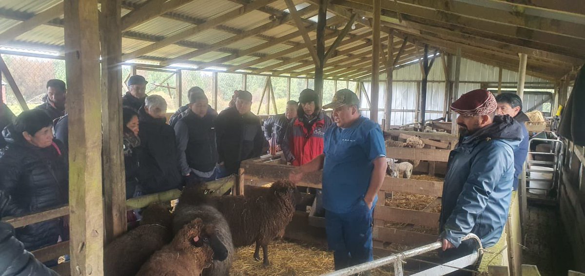 Esta mañana, sostuvimos una provechosa jornada de trabajo ovina en #IniaButalcura en #Chiloé, con el tema; “Manejo del último tercio de gestación en ovinos”, dirigido a productores(as) del rubro.  <a href="/iniachile/">INIA Chile</a> <a href="/inia_remehue/">INIA Remehue</a> <a href="/IndapLosLagos/">Indap Los Lagos</a> <a href="/INDAP_Chile/">INDAP_Chile</a> <a href="/MinagriCL/">Ministerio de Agricultura de Chile 🇨🇱</a> <a href="/MinagriLosLagos/">Minagri Los Lagos</a>