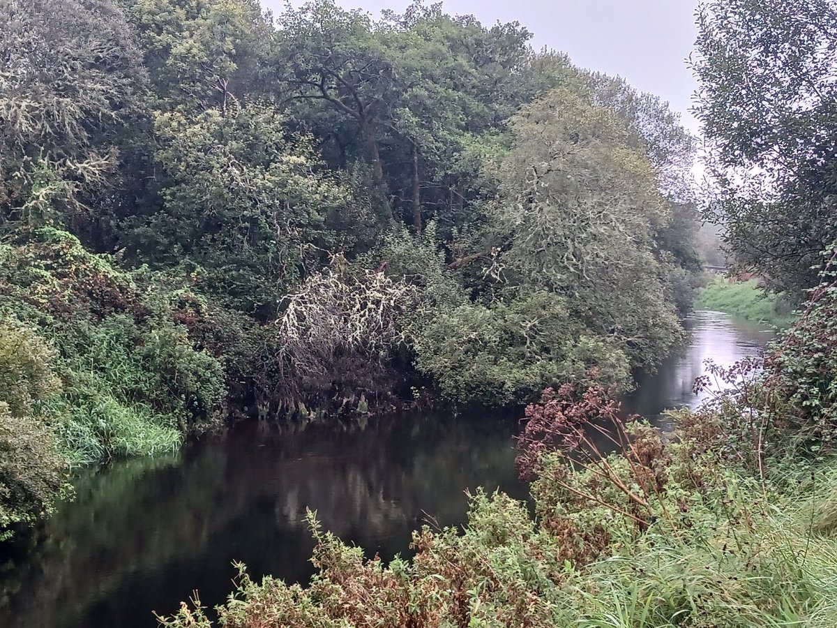 The Toormore river running through the native woodlands in Special Area of Conservation SAC near Pat Randal's bridge. Magical on a damp afternoon. #Natura