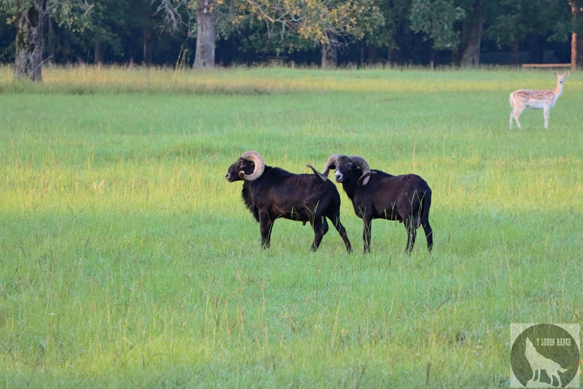 7LobosRanch's tweet photo. They are out there &amp; waiting! Will you be ready? Join the hunt at 7 Lobos Ranch today: https://t.co/RGhSHSheHT

#7LobosRanch #TeamBuilding #Hunting #Resort #Corporate #Events #EastTexas #ExoticAnimals #Adventure #Lodge https://t.co/UUZlJVxe8u