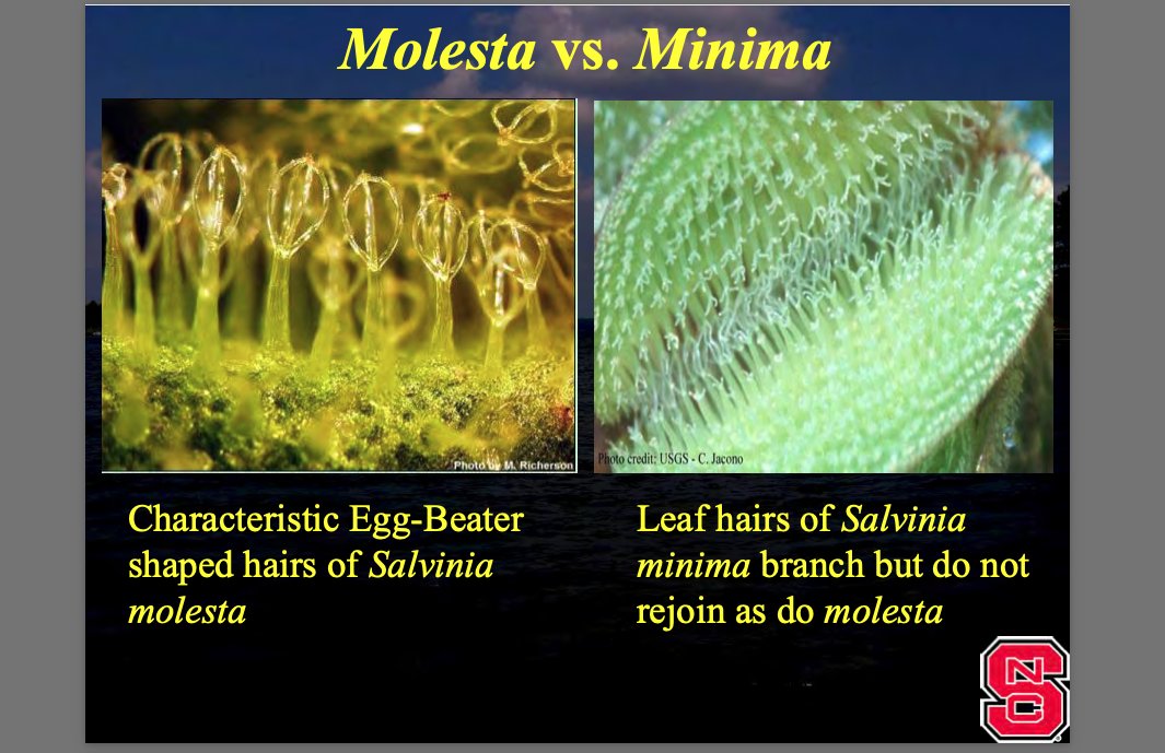 scapms79's tweet photo. Do you know the difference between Salvinia minima and Salvinia molesta? Grab a π and have a closer look!
Tip: The 'hairs' of molesta make an "o"; on minima, they look like an "i"
#SCAPMS #aquaticplants #aquaticplantID #botany #fieldwork #invasiveplants https://t.co/ZnXXbAC7vU