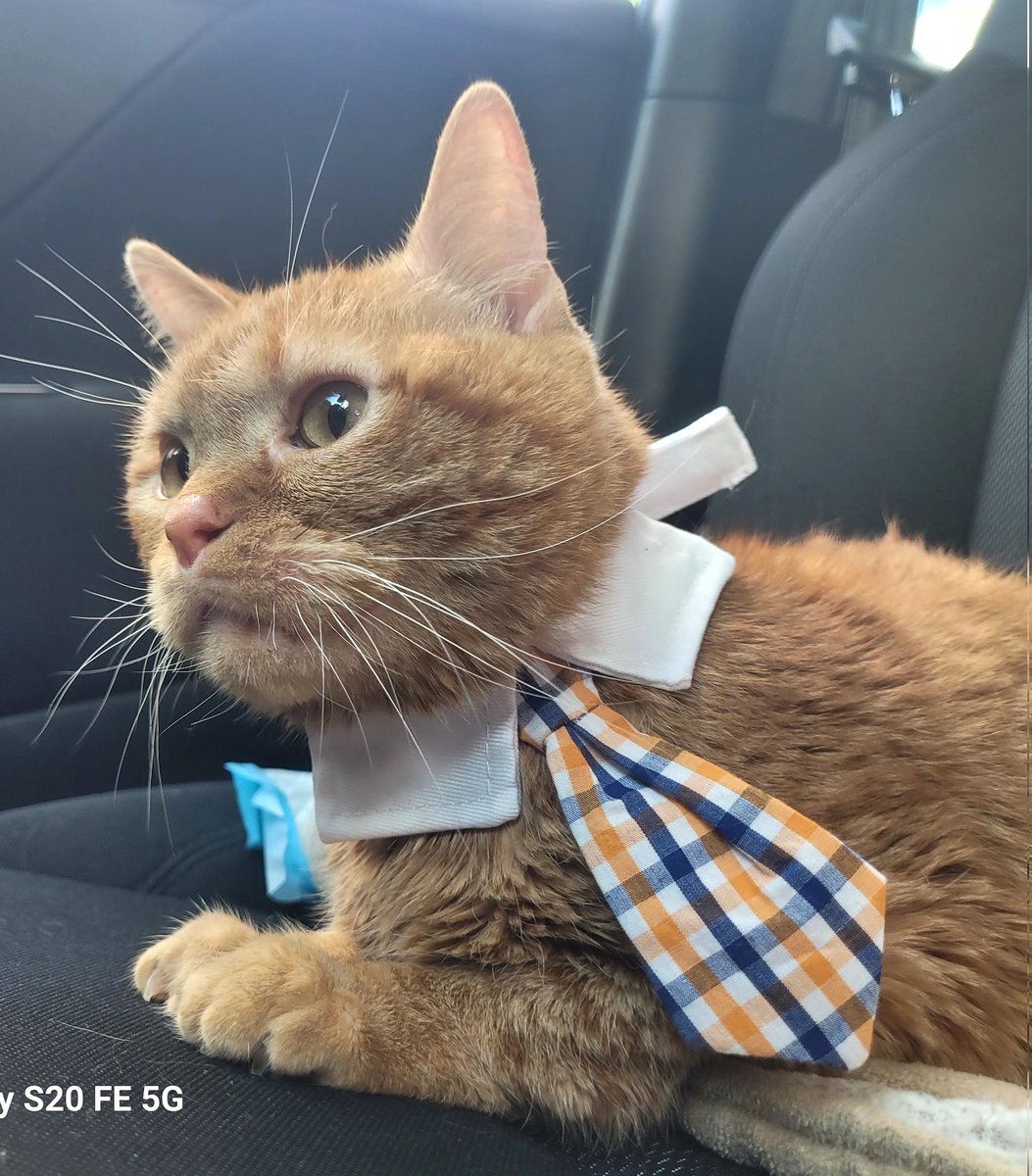 lynnslagle42's tweet photo. "An Outing"
By: Louie Pachouli Blue
...Fuck...
The end.
#cerebellarhypoplasia #chlove #wobblykitty #chkitty #louiepatchouliblue #dammitmomnotagain #sendhalps #crazymomdraggingmeout #wanttogohome #lort #cuteboi #bizcasual https://t.co/2EaW27FFRw