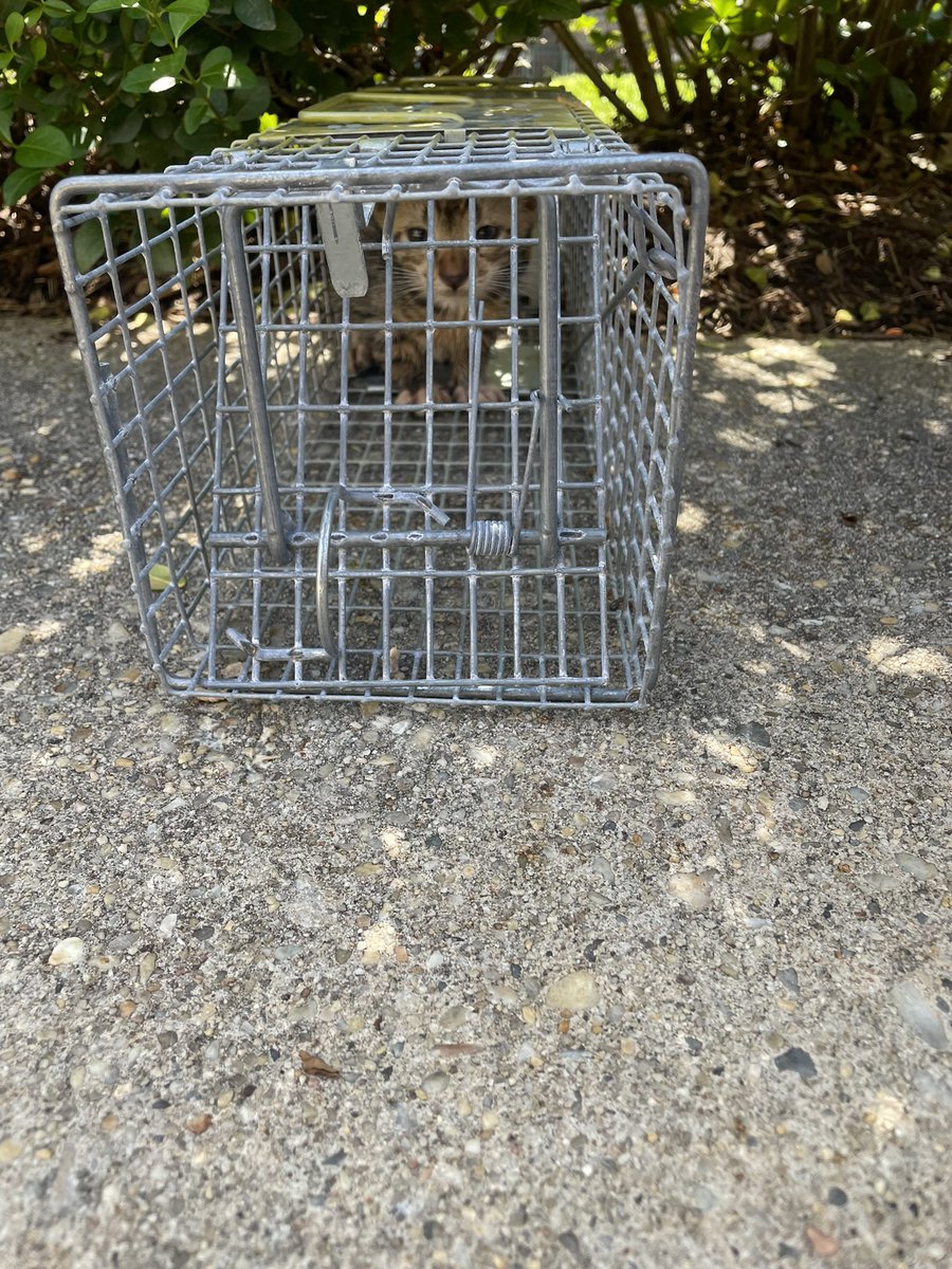 Imagine walking on campus and stumbling upon KITTENS freshly rescued out of a storm drain outside Tawes hall :’)