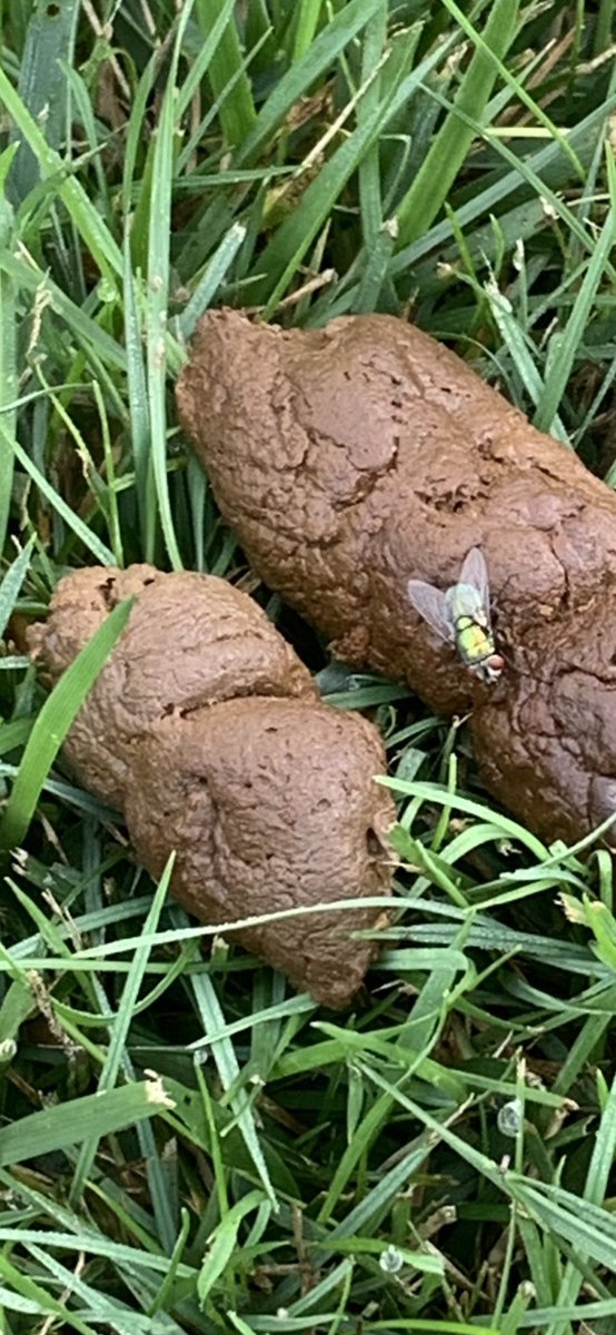FindsPoop's tweet photo. That is one hungry fly. https://t.co/qRbr98xa53
