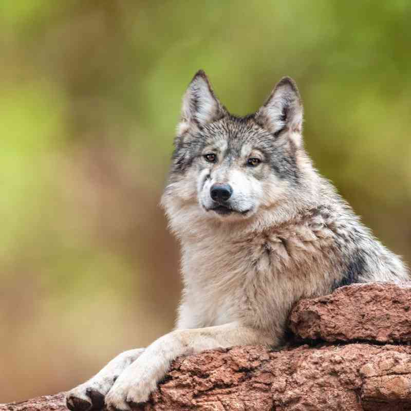 All_Animals_org's tweet photo. Submit public comment THIS WEEK on WI DNR’s Wolf Proposed Rules. Send your comments to Scott Karel at DNRAdministrativeRulesComments@wisconsin.gov. Tell the WI DNR changes you’d like to see to the currently mandated WI wolf hunt. Deadline: 9/15 @ 11:59PM #SaveWolves #BeTheirVoice https://t.co/fr5k35Q1xa