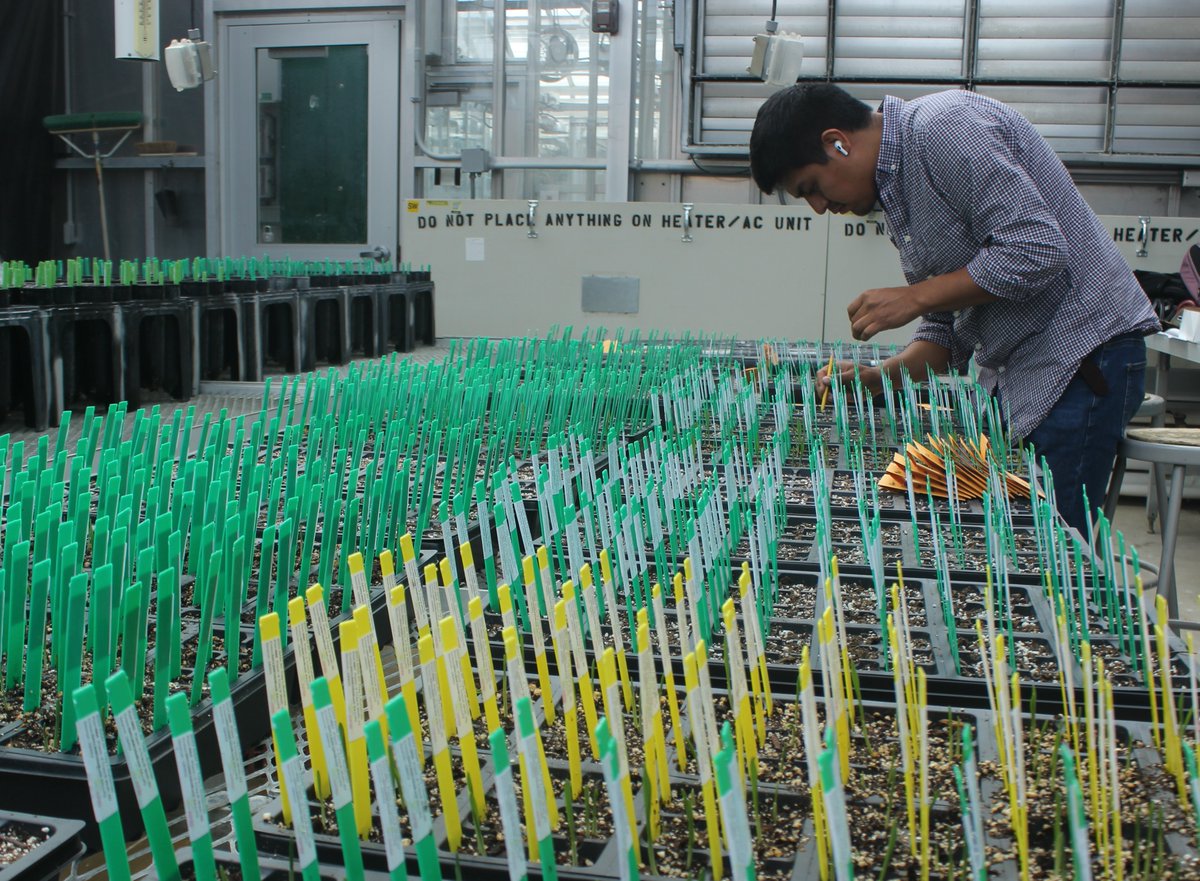 We are all set for our 2023 fall greenhouse experiments! The large barley NAM population for generation advancement and genotyping, and parents for the oat crossing block. 

#agriculture #plantbreeding #smallgrains #greenhouse #oats #barley #winterwheat