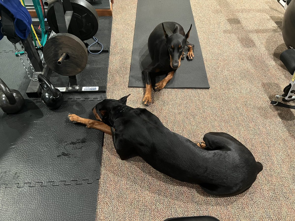 My security detail during this morning’s #DFIRFit workout: