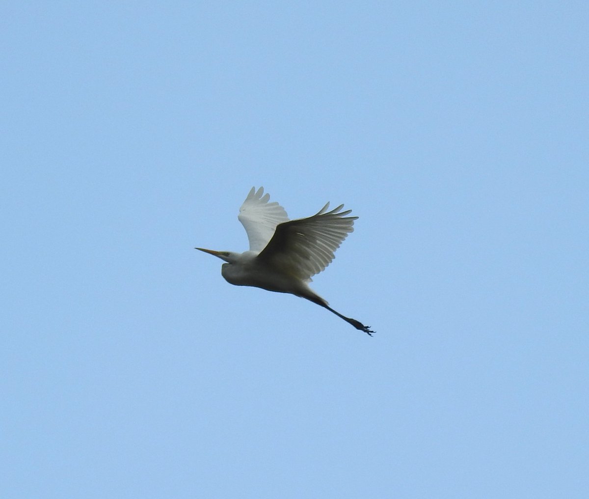GWE flew north over #ChardRes at 09:30 this morning. Possibly a different bird from the one seen here on the 11th present for just the day. @somersetbirds