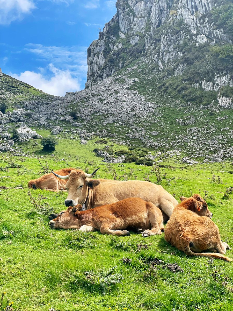 mar_revert's tweet photo. “¿anem a vore vaques?”

Asturias 🐮 https://t.co/PC6uRZCAiu