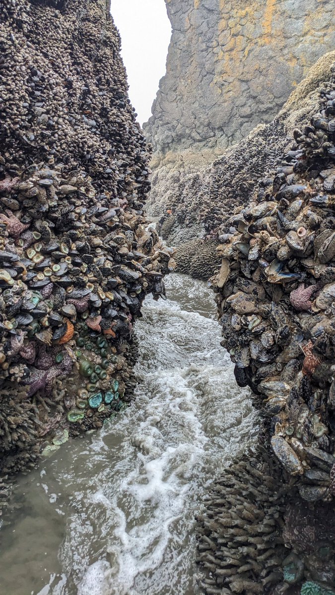 Copalis_Beach's tweet photo. #CopalisBeach #CopalisRock #TidePool #WashingtonCoast https://t.co/ZbwvEh6sVy