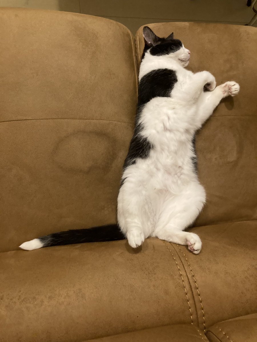 CatDay678's tweet photo. 最近クッションとクッションの間に挟まるのがいいらしい
#猫がいる暮らし #ねこ https://t.co/E5yq5Bw1Kn