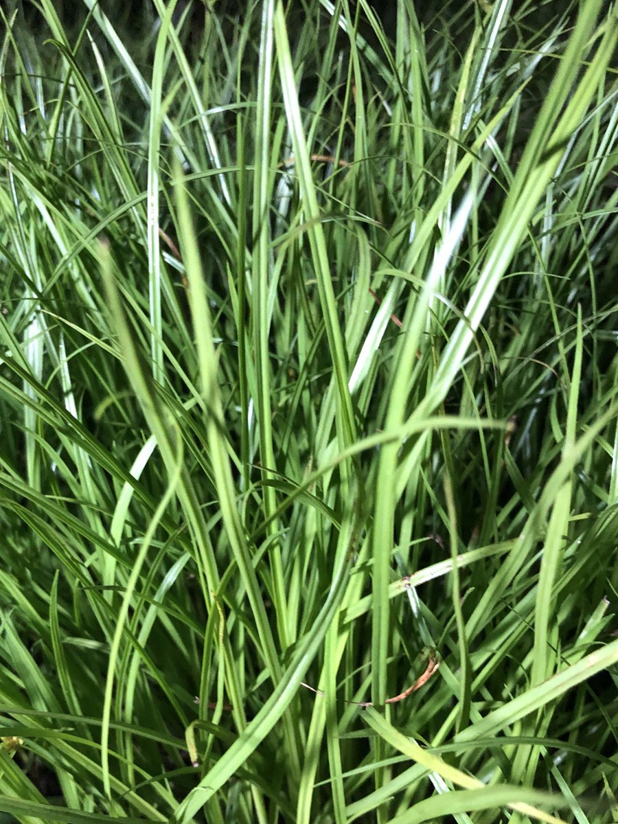 leopyon2525farm's tweet photo. 自然の影響でイマイチ成長が遅い感じがします🌾

そんなオーツヘイの今日この頃

イタリアンライグラスは若芽がバッチリ生えてきました🍀

そして今しがたゲリラ豪雨☔️

でもすぐやんじゃいました🤔

もうすぐ再販致します🐶🍀🐰

#オーツヘイ
#イタリアンライグラス
#北九州　他
#れおぴょんふぁーむ https://t.co/cZhJppObxE
