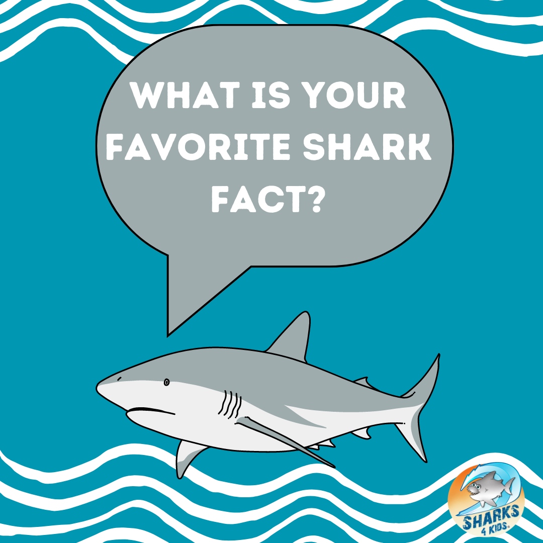 Shark Education tweet media