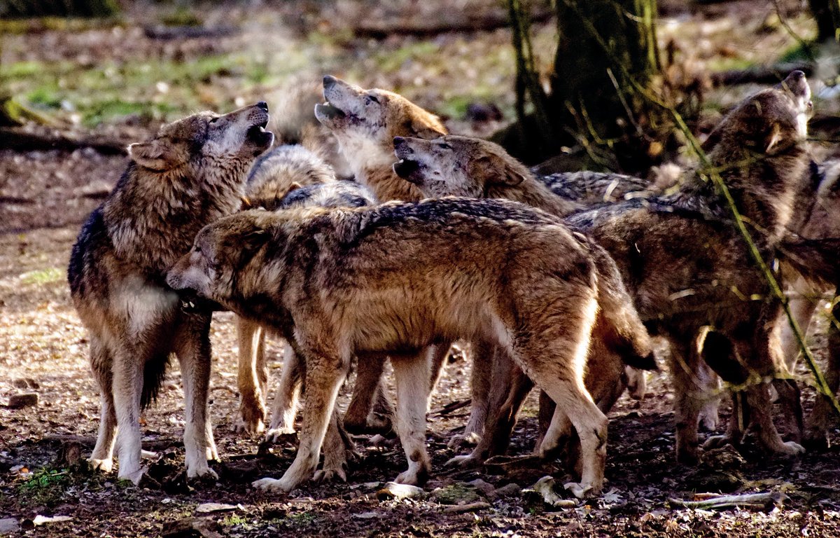 Im Schweizerischen Nationalpark ist der erste Nachweis eines Wolfsrudels gelungen. 

buff.ly/3PfWXT8
(Symbolbild)