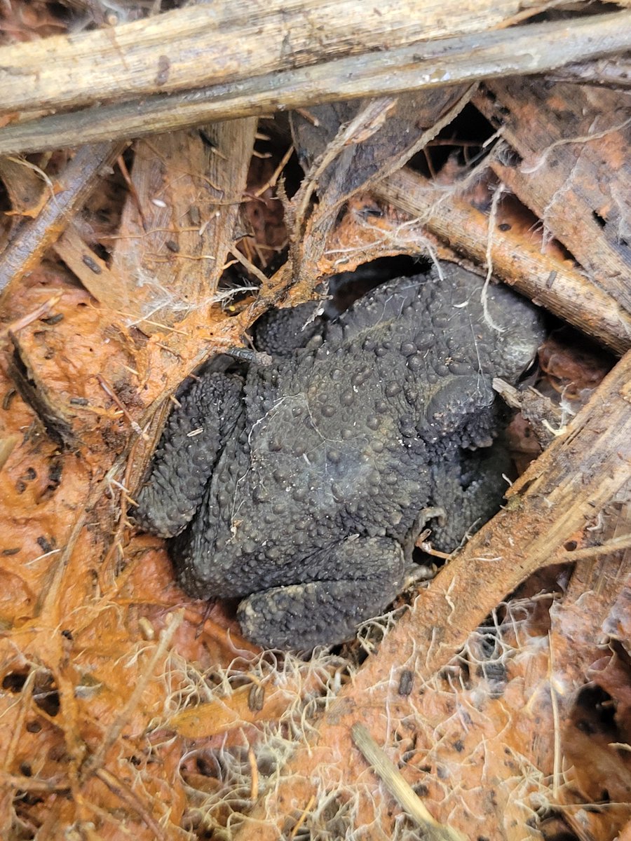 Ever wondered why toads have such bumpy skin? 

This #toad was found during one of our reptile and amphibian surveys. The bumps all over its body are actually glands that produce a bad-tasting toxin to make it distasteful to predators.

#amphibians #wildlife #survey #nature