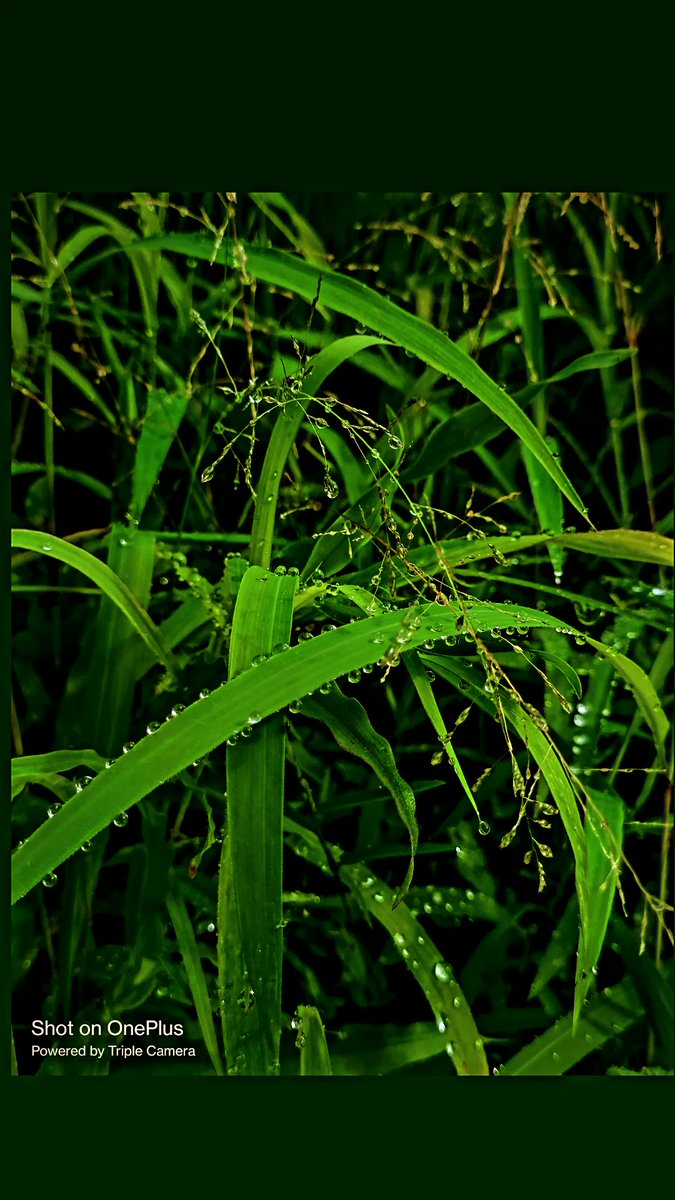 DsouzaRemita's tweet photo. Morning dew upon the grass, glistening in the sun💚✨

#nature  #capturenature #StormHour
#ThePhotoHour
#ThePhotoMode
#OnePlus @oneplus @OnePlus_IN https://t.co/sj4qa2tc3X