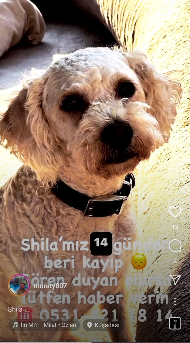 portovecchiaaa's tweet photo. Arkadaşımın köpeği 14 gündür kayıp. Kuşadası sahil siteleri civarında kaybolmuş. Belki bir gören, bulan olmuştur.
Murat Yıldırım 
Tel: 0 531 421 18 14 https://t.co/E51XhG9dXK