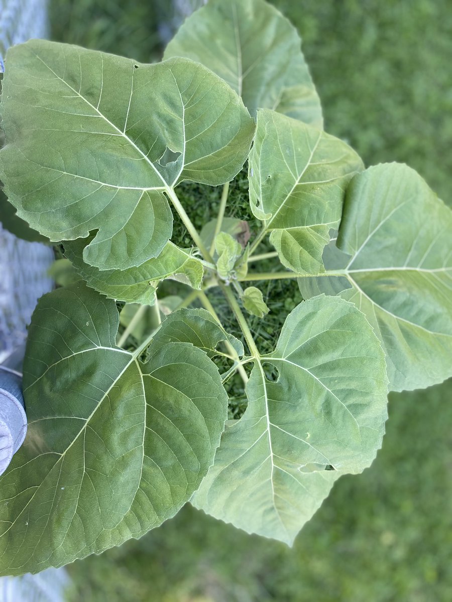 ninah703's tweet photo. Waiting for my sunflower to flower with the seeds I got from the #JefferyManorCPL is how I Library #ALA #HowiIbrary https://t.co/Bv3FDfJ3PK