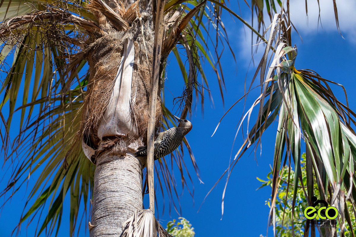 Noisy Woodpecker all a part of nature. #woodpecker #ecoridescayman #letsride #grandcayman #caymanislands
#biketoursincaymanislands #thingstodocaymanislands #caymankind #ecotours #bicycletours #cyclingincaymanislands #exercise #beautifuldestinations #earthpix #lonleyplanet