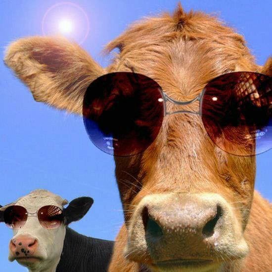 Falta poucos dias em!!! Já garantiu seu ingresso?🤩🐮🔥
