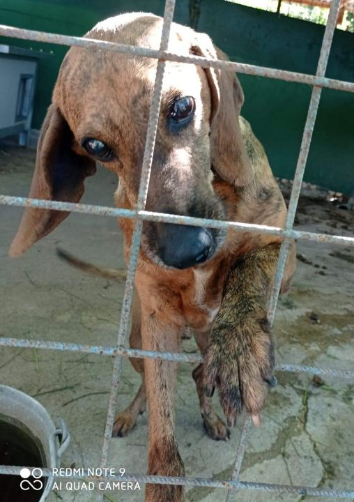 Luca_15_5's tweet photo. 🆘😨🆘🙏🆘
IRON CERCA CASA🏡❤️
8 ANNI TG. MEDIO CONTENUTA
CIECO 
Un dolce Segugino da anni in canile, chiuso in questo box senza mai uscire🥺
Aveva un'infezione agli occhi ma, nessuno se ne e' accorto e così ad una vita da dimenticare, si è aggiunta pure la cecità 😢
346 081 6609 https://t.co/wekxsUJhey