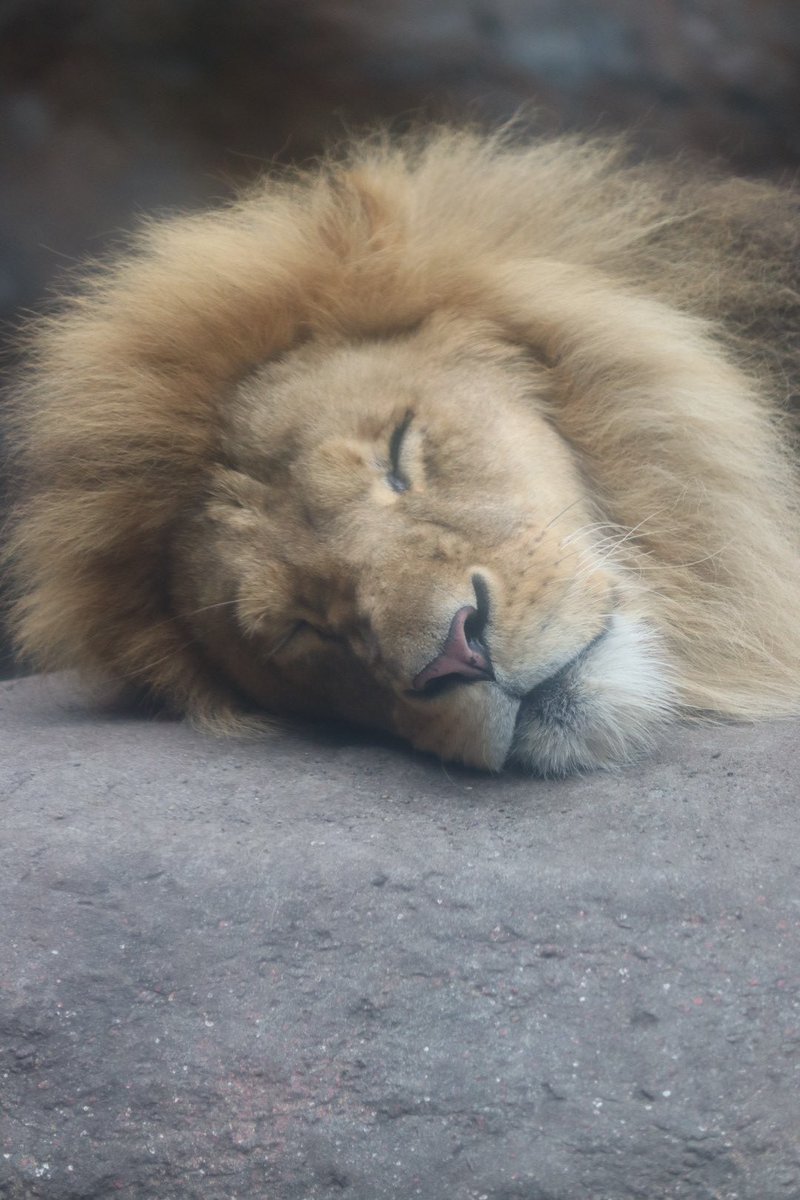 もうじゅう館が好きなので、旭山動物園に行っても猛獣たちだけ見て満足しちゃう😇みんな可愛い🫶オリトの寝顔好き
#アムールトラ #ユキヒョウ #アムールヒョウ #ライオン