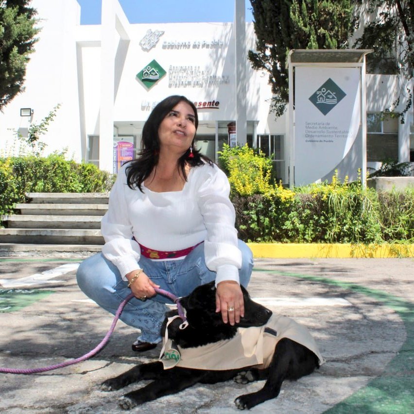 BetyManrique's tweet image. ¿Y si adoptas?
El el @IBAGobPue seguro tenemos, un 🐶🐱 que es el perfecto para tu familia!
Por ejemplo este galán🦮:
"Esponjoso" un lesionado de la explosiones de San Pablo Xochimehuacán y que ¡ya está rehabilitado! Es tranquilo, tiene 6 años y será sin duda tu gran compañero🐕