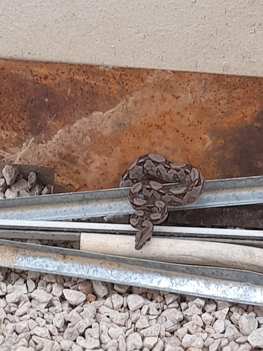 Renacuajo de chiquito tweet media