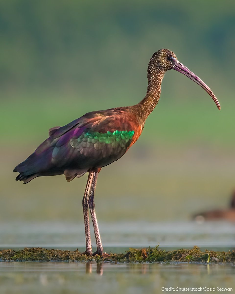 A wildlife landmark: the glossy ibis has bred in Britain for the first time!

Why has this exotic bird nested in the wetlands of Cambridgeshire?

Two reasons may be extremely dry conditions in their Spanish breeding grounds and mild winters in the UK.

👉 ow.ly/sGXb50PL6wV