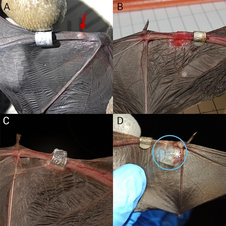BarbastellaJ's tweet photo. 📰🔊 Detrimental effects of #banding on 🦇 

@lou_lobato et al. combined 1⃣2⃣ years of 🦇banding data from NE 🇪🇸 with the impact on a captive colony of #Carollia #perspicillata to assess the impact of 🦇forearm banding

🔎https://t.co/iw5mf4WPFL https://t.co/MJvGTuZdxA