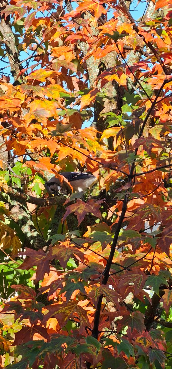 Happy Wednesday! 
Can you spot the 🐦? <a href="/mrs_bennettkhps/">Laura Bennett</a> #BlueJays #nature #happymoment 💙
