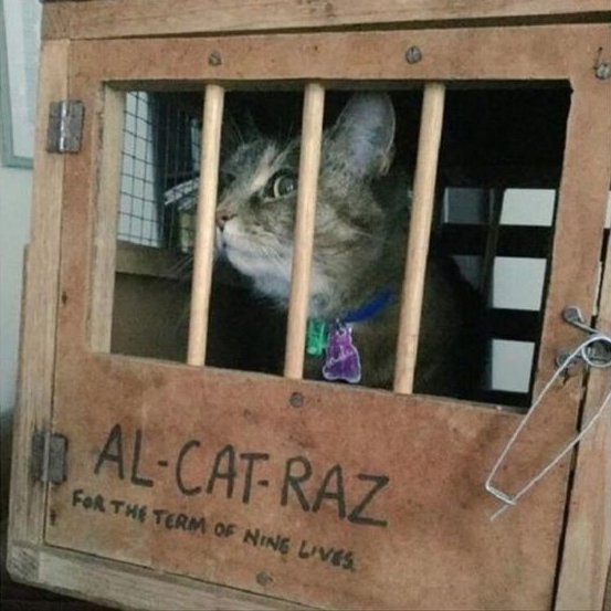 DontShowYourCat's tweet photo. maximum security https://t.co/iXqZOPitXE