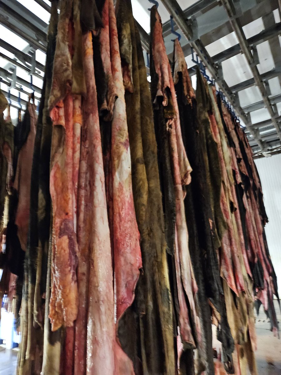 bala_leatherman's tweet photo. We got fresh kills in this morning ! 

Let me know what products we want in @azurbala https://t.co/cqD77JyycG