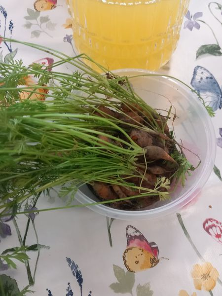 Inspiring Communities SCIO tweet media