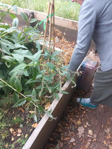Lovely Gardening session today. We have had a plentiful harvest! Will need to message the chip shops to be their main supplier 📷📷 📷 📷 📷 #gardening #raploch #connectwithnature #intergenerational #inspiringcommunities