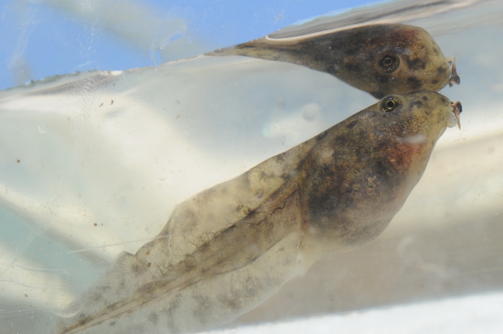 Let's try something a tad different today! 

What adult anuran will this adorable tadpole metamorphose into? #GuessThatSpecies in the comments and be sure to return at 4 PM EST for the #AmphibiousAF reveal!

#Tadpole #Amphibian #Frog #Anura #Amphibians #Metamorphosis #Herpetology