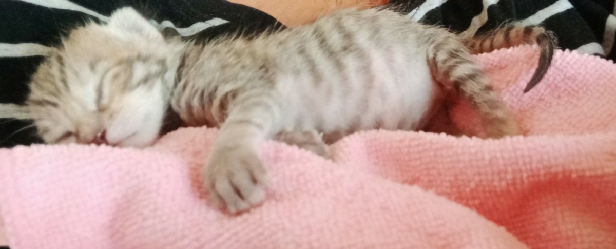 DincRemine's tweet photo. @hughugkusu Bu da bizimki...🐱🐱 12 gün oldu bulali tahminen 14gunluk... https://t.co/X1Ma8ZvntI