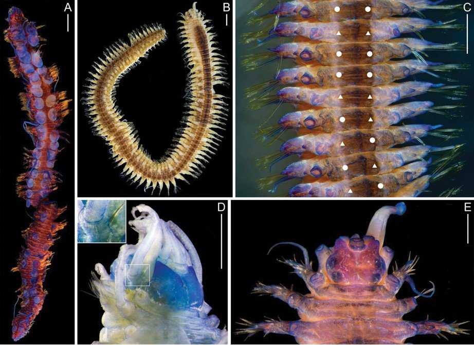 ZooKeys_Journal's tweet photo. 🪱Researchers propose synonymising two marine #scaleworm genera based on previously overlooked features.
👉Full report: https://t.co/wkT4MqTopt
#taxonomy #Polynoidae https://t.co/AlWFmgT8No