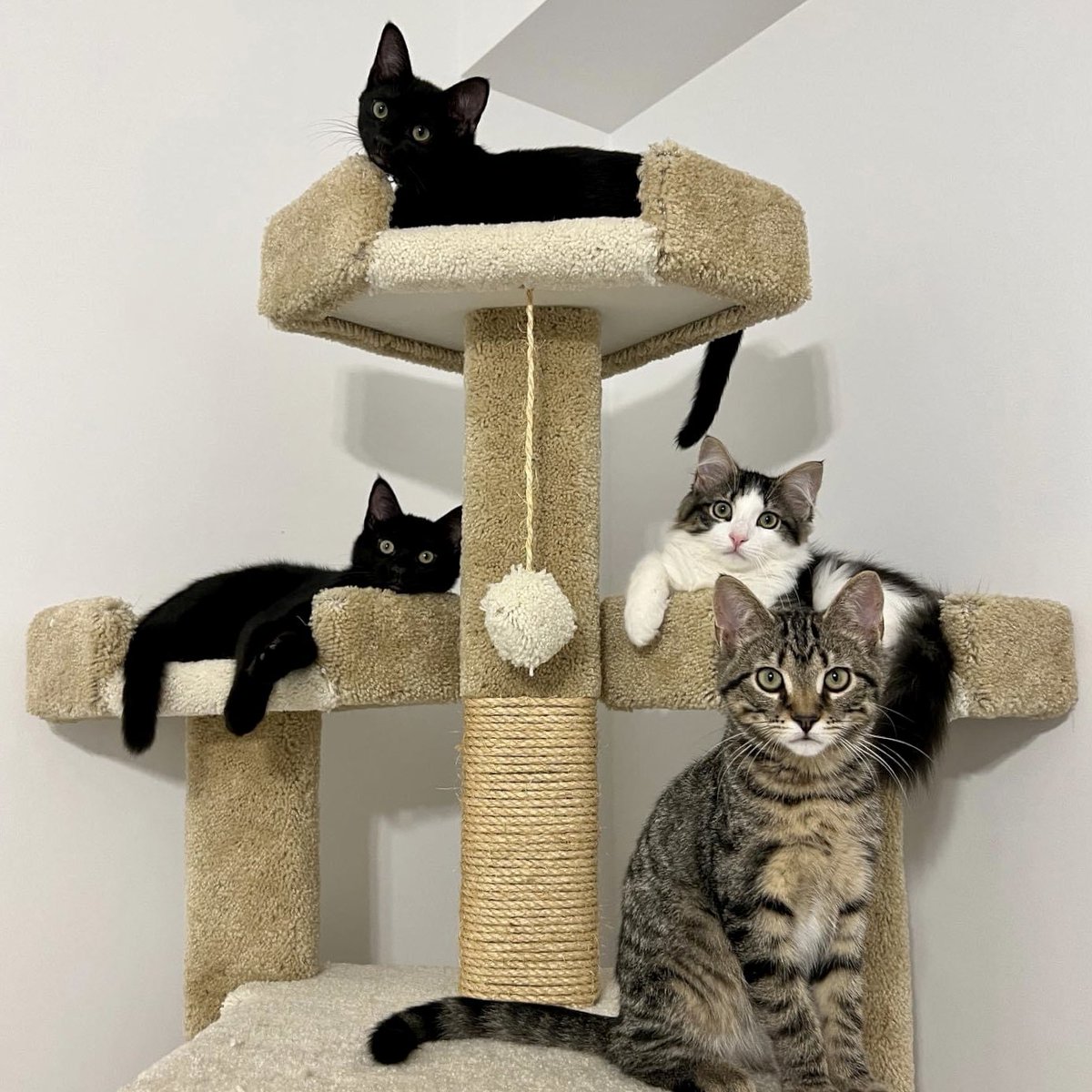 Family photo time! The gears donned their best fur jackets for this one. 

#familyphoto #CatsAreFamily #AdoptDontShop