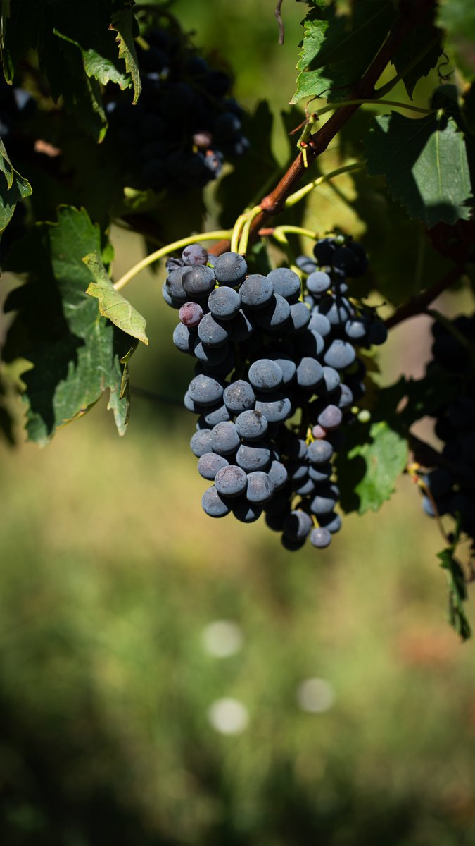 La vendemmia 2023 è cominciata! 🍇
Circa due settimane fa abbiamo cominciato la raccolta delle uve a bacca bianca, #Chardonnay &amp; #Pinot da lunedì il #Merlot: iscrivetevi alla nostra newsletter per ricevere tutti gli aggiornamenti della #vendemmia2023
#chianti #chianticlassico